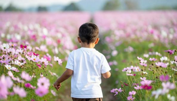 秋の秋桜の花畑 秋の秋桜の花畑の写真