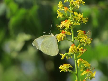 Cabbage White Butterfly and Mokgenji b, JPG Cabbage White Butterfly and Mokgenji b, JPG