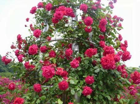 ローズガーデンの花26 ローズガーデンの花26の写真