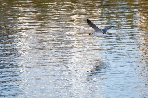 ウミネコの飛翔⑻の写真