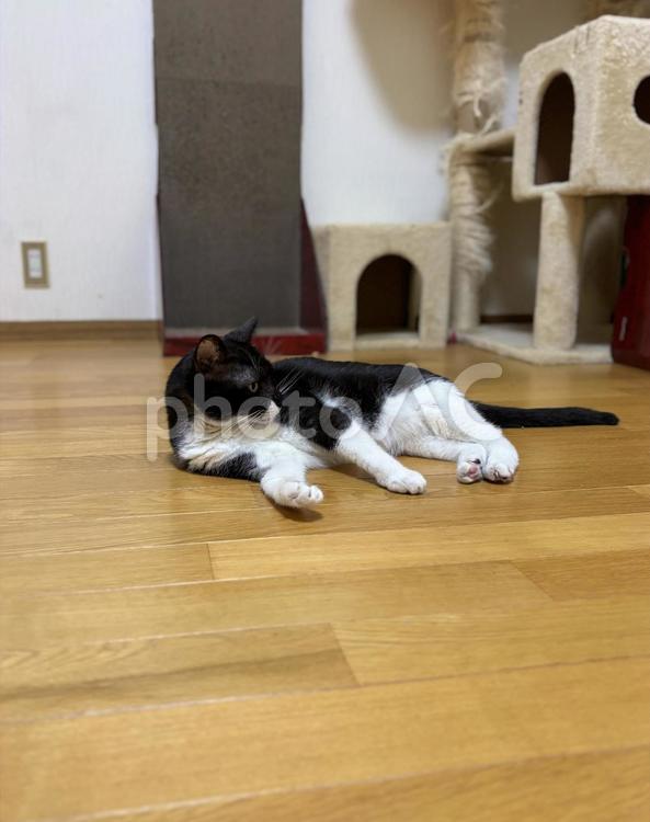 床に寝そべる白黒猫 猫,床,寝そべるの写真素材
