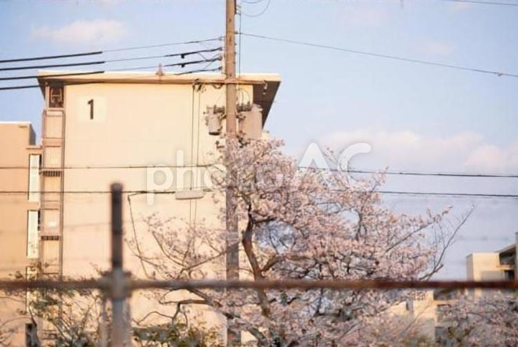 フィルムライクな淡い青空と雲と桜と団地 桜,さくら,春の写真素材