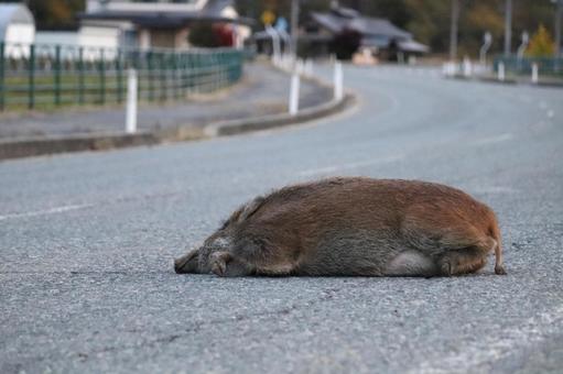 ロードキル（イノシシ） イノシシ,猪,ニホンイノシシの写真素材