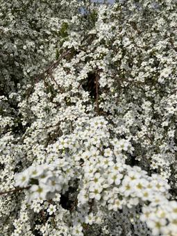 Spiraea, JPG Spiraea, JPG