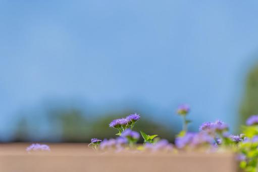 青空に映えるアゲラタムの花 青空に映えるアゲラタムの花の写真