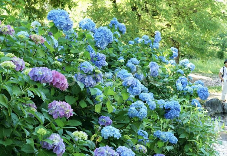 明るい紫陽花 紫陽花,鶴見緑地,屋外の写真素材