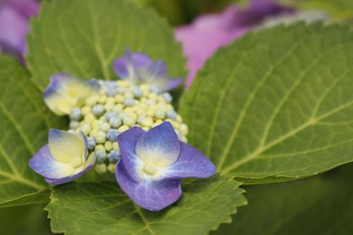 紫陽花 紫陽花の写真