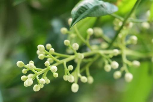 南天の白くて丸い花芽 南天の白くて丸い花芽の写真
