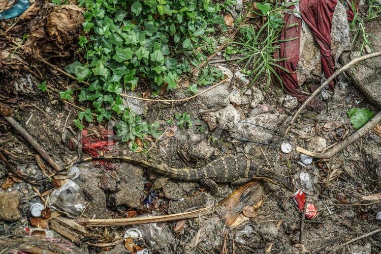 タイ王国・バンコクの水オオトカゲ 水オオトカゲ,オオトカゲ,タイ王国の写真素材