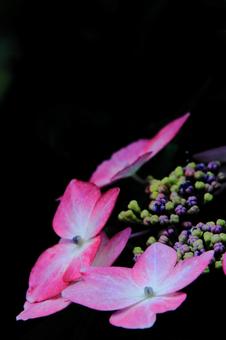 紫陽花-3 紫陽花-3の写真