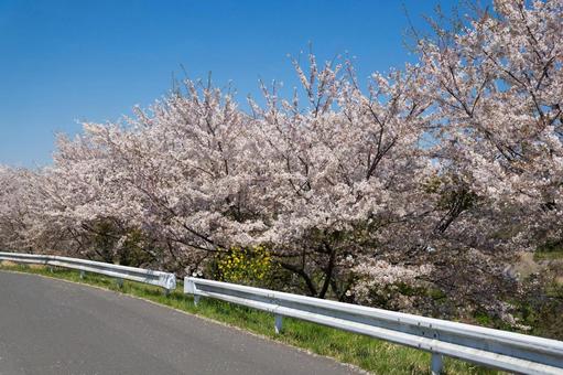 満開の桜 満開の桜の写真
