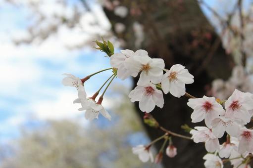 桜の花 桜,春,花見の写真素材