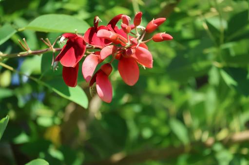 枝先で咲く赤い花びらのアメリカデイゴの花 枝先で咲く赤い花びらのアメリカデイゴの花 枝先,咲く,赤いの写真素材