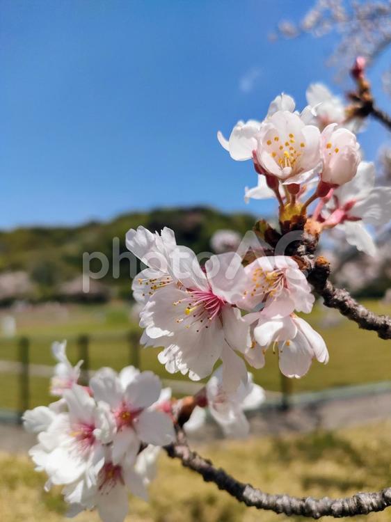 桜と青空と野球場 春,桜,さくらの写真素材