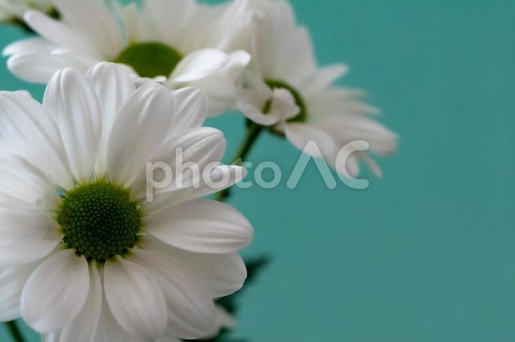白いマーガレットの花　（青い背景のコピースペース） 花,花びら,クローズアップの写真素材