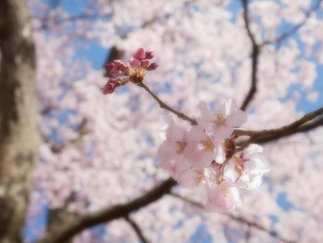 桜と蕾 桜と蕾の写真