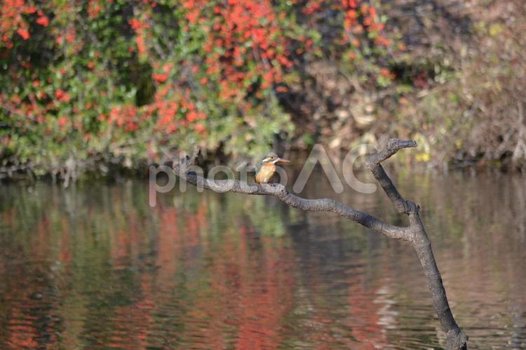 カワセミ 動物,風景,野鳥の写真素材