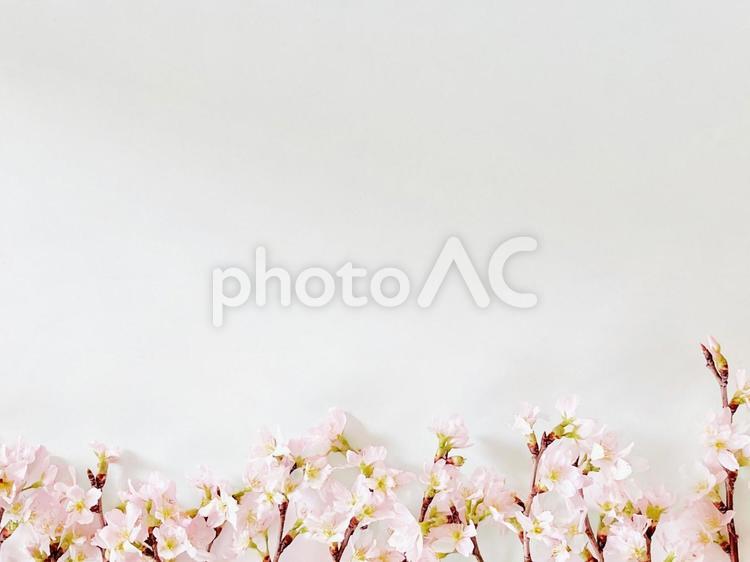 桜のフレーム 桜,さくら,サクラの写真素材