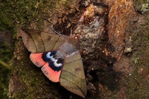 ムクゲコノハの写真