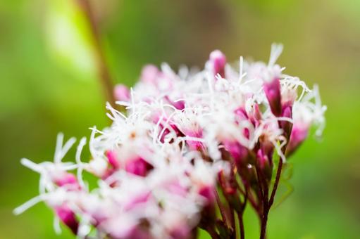 フジバカマ⑹の写真