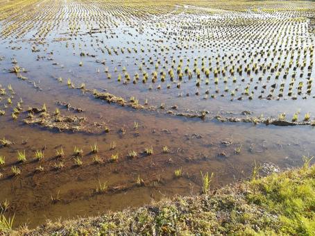 田んぼ001 田んぼ001 自然,風景,稲の写真素材