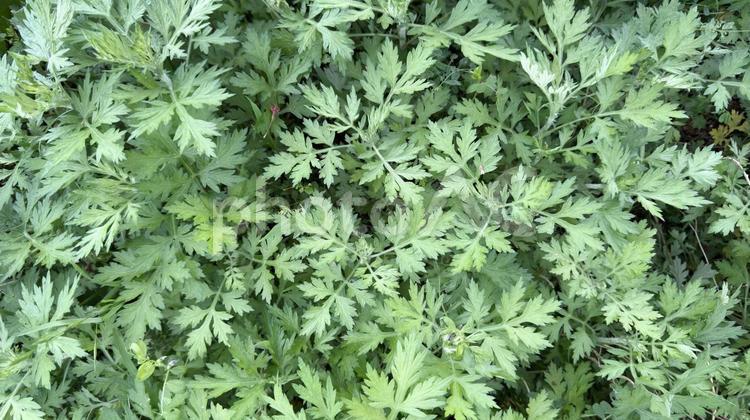 草むらのヨモギ よもぎ,ヨモギ,薬草の写真素材