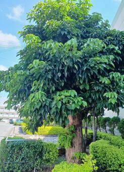 アカギ アカギ,赤木,コミカンソウ科の写真素材