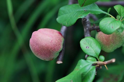 Japanese quince fruit, JPG Japanese quince fruit, JPG