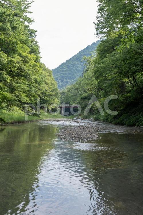 南会津の渓流　西根川 渓流,渓谷,川の写真素材