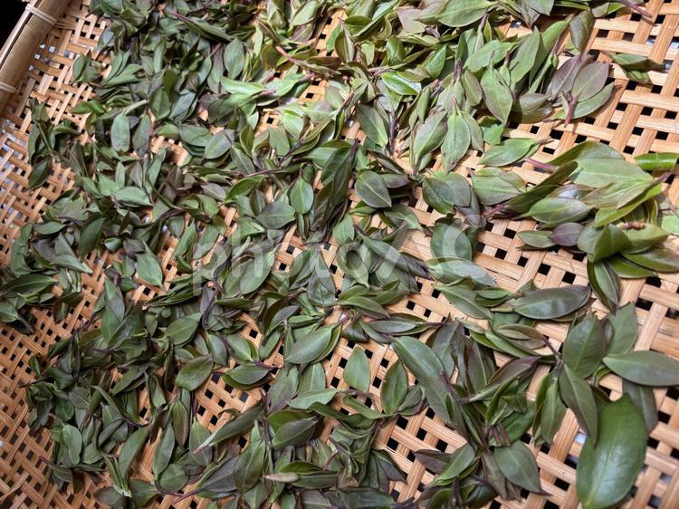 山茶花の新芽で作るお茶 山茶花,サザンカ,新芽の写真素材