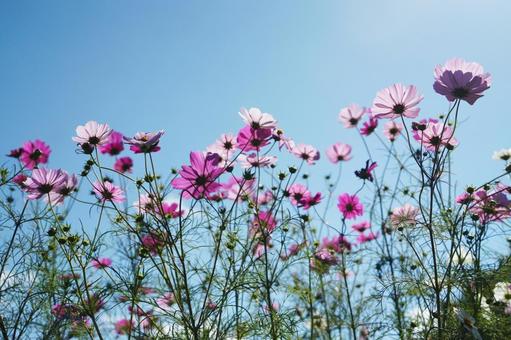 「上原(ウワッパラ)高原コスモス園」 「上原(ウワッパラ)高原コスモス園」 コスモス,秋桜,コスモス畑の写真素材
