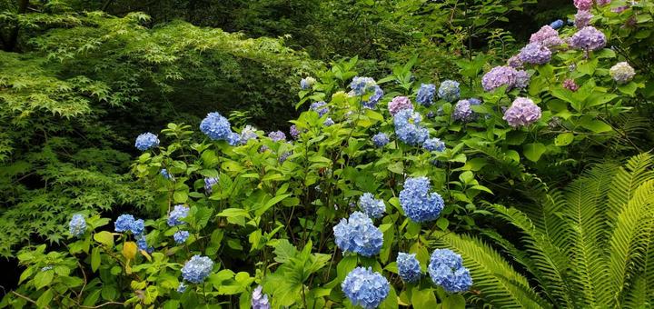 紫陽花 紫陽花 紫陽花,梅雨,夏の写真素材
