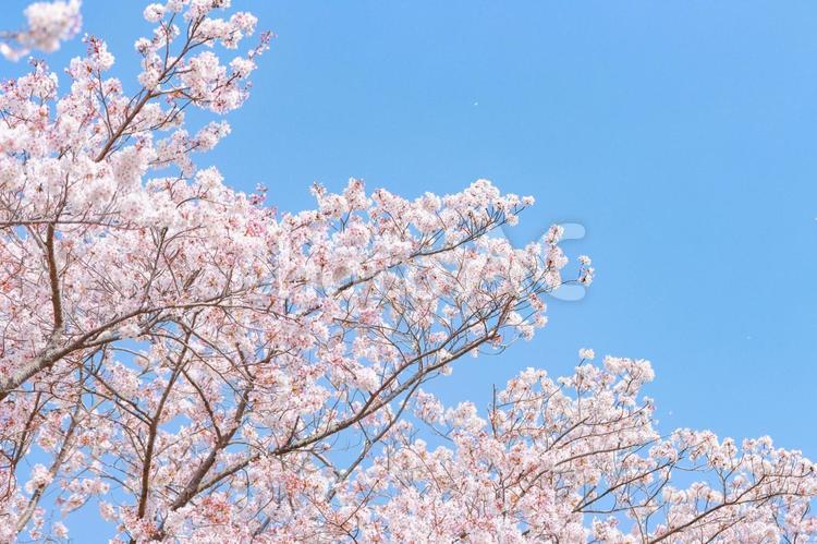 青空と桜の木 サクラ,桜,ソメイヨシノの写真素材