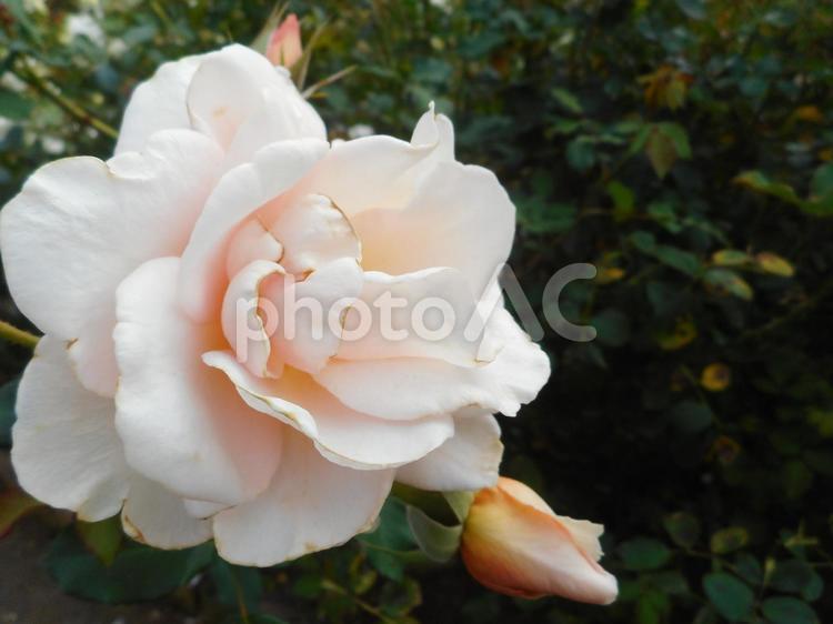 日本生まれの淡いピンクの薔薇、琴音 日本生まれの淡いピンクの薔薇、琴音 薔薇,ピンク,綺麗の写真素材