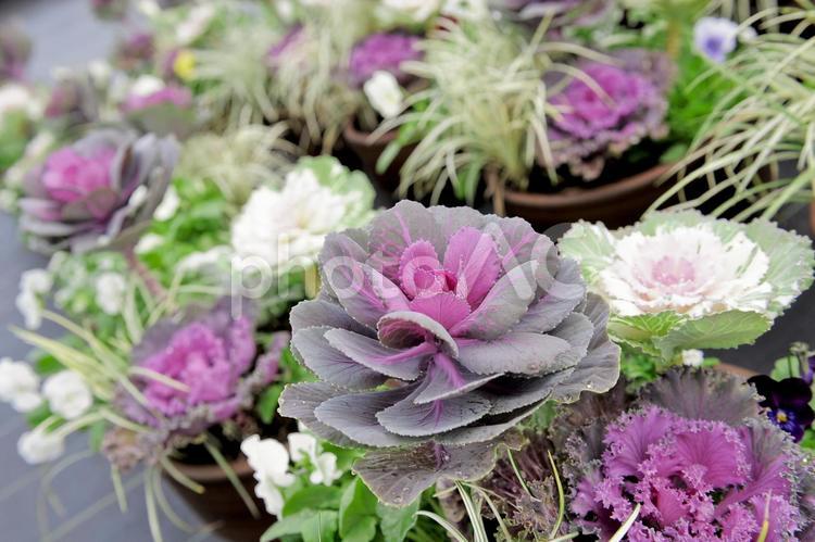 美しい葉牡丹 花,ピンク,ばらの写真素材