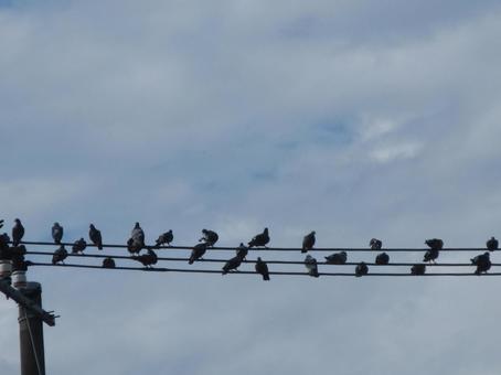 電線に音符鳩 電線に音符鳩の写真