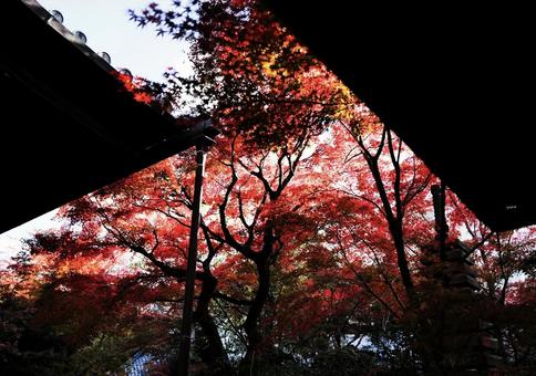 紅葉 紅葉の写真