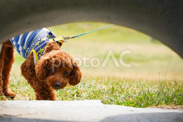穴の向こうから覗き込む犬 犬,いぬ,ペットの写真素材