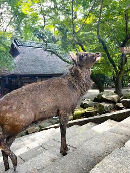 奈良の鹿 鹿,奈良,奈良公園の写真素材