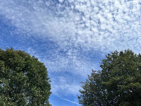 うろこ雲と2本の木 うろこ雲と2本の木の写真