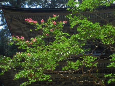 福井県-明通寺-サルスベリ 福井県-明通寺-サルスベリ 明通寺,寺,棡山の写真素材
