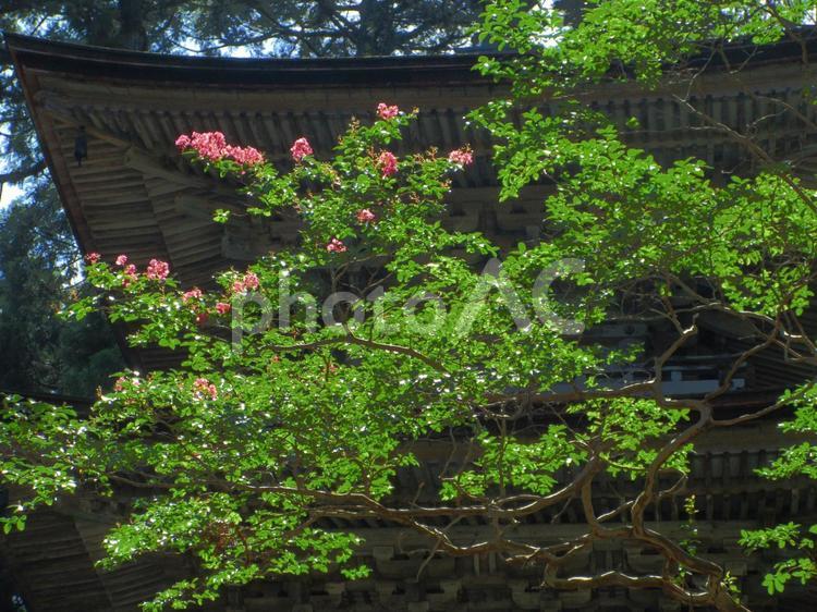 福井県-明通寺-サルスベリ 明通寺,寺,棡山の写真素材