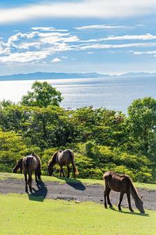 鹿児島　開聞山麓自然公園（トカラ馬牧場） 開聞山麓自然公園,トカラ馬牧場,開聞岳の写真素材