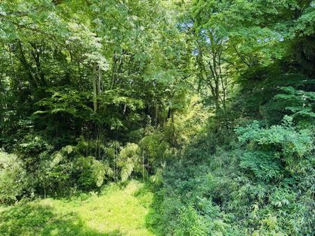 Photo, green, fresh green, the scenery, 