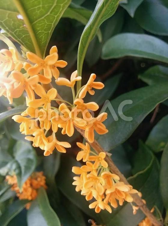 花　キンモクセイ　きんもくせい　金木犀　木犀花　モクセイカ　タンケイ　丹桂　謙虚　気高い人　7 秋,キンモクセイ,きんもくせいの写真素材
