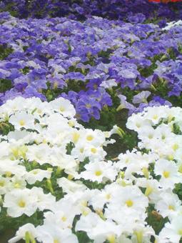 春の花 春の花の写真