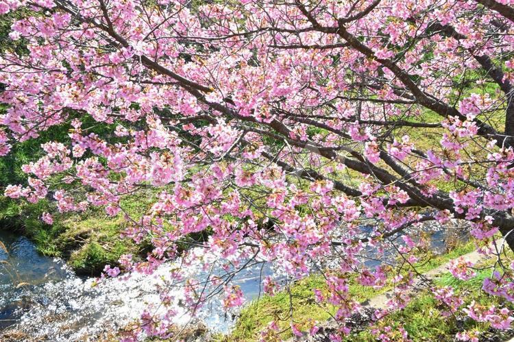 満開に咲いた加茂川公園の河津桜 河津桜,桜,ピンク色の写真素材