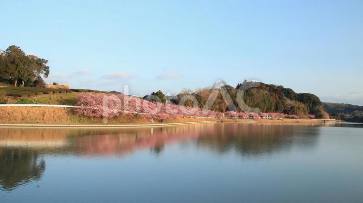 田ヶ池公園の河津桜 桜,花見,河津桜の写真素材