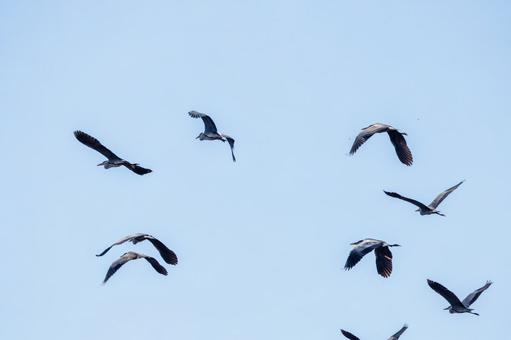 アオサギの飛翔(21) アオサギの飛翔(21) 鳥,野鳥,アオサギの写真素材