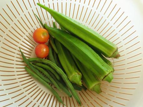 夏野菜の収穫 夏野菜の収穫の写真
